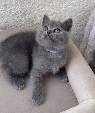 Pişiklər: Şotland, Dişi, Erkək, Ünvandan götürmə — 15