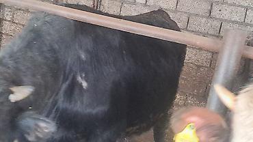 Inəklər, öküzlər: Iki baş cənginə satılır arpa və buğda yemi ilə bəslənib ikisində 460kq — 4