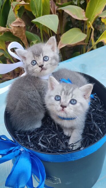 Pişiklər: Britaniya və Scottish və digər növlərin bala pişikləri var. Qiymətləri — 15