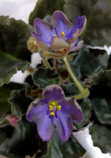Фиалки и глоксинии: 🌱🌺🌱 Продаю сортовые ДЕТКИ стандартных фиалок🌱🌺🌱. Цены от 80-150 сом — 12