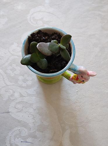 kala: 3 ədəd otaq bitkiləri: pul ağacı (krasula), daş gülü (echeveria) və — 4