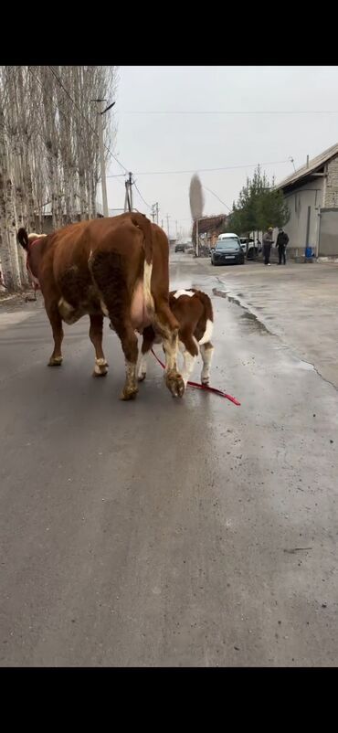 Inəklər, öküzlər: Satılır: inək bala ilə - Cins: qırmızı-ağ rəngdə, ətlik-südlük tip — 1