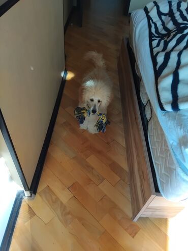 İtlər: Pudel — 19