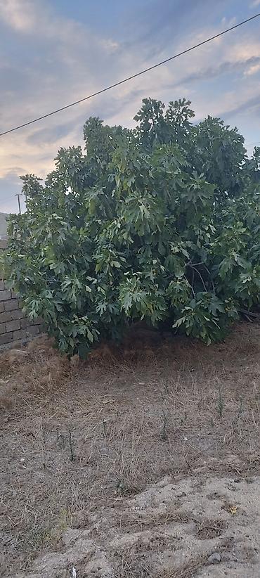 dekorativ ağac topiariya: Fatmayide 4sot cixariwli torpaq satilir — 1