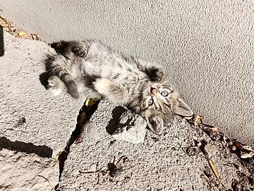 взять собаку из приюта: Отдам котят в добрые и ответственные руки.Рыжий – мальчик,полосатая и — 2