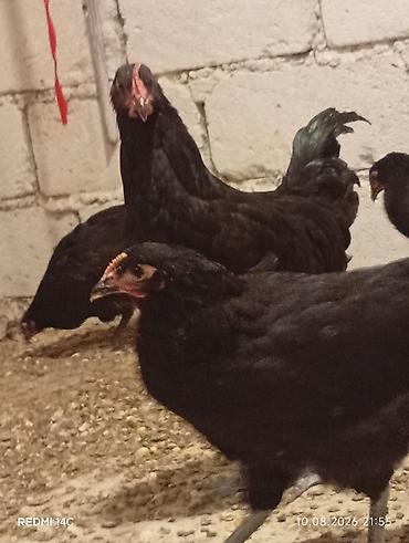 heyvanlar və balaları: Toyuq, Damazlıq, Ödənişli çatdırılma — 7