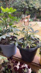 Xalçalar: Xalça -da lalafo.az — 54 Xalçalar: Xalça — 54