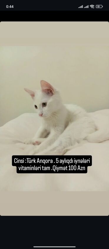 şinşilla pişik: Türk anqora, Erkək, Yaxşı əllərə, Ünvandan götürmə