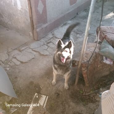 Вязка собак: Вязка: Восточноевропейская овчарка, Самец, 5 лет, С прививкой