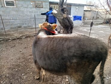 Коровы, быки: Продаю | Бык (самец) | Полукровка, Монбельярд | На откорм | Привязанные — 9