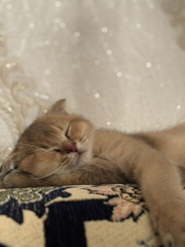 Pişiklər: Şotland yastı qulaq, Erkək, Yaxşı əllərə — 4