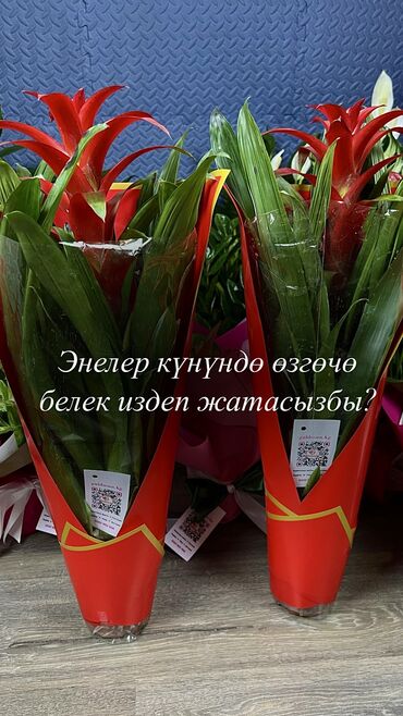 Другие комнатные растения: Оформление бесплатно!!!