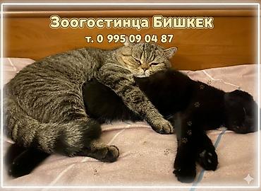 псо дом: Гостиница для кошечек и маленьких собачек до 5 кг Предлагаем — 1