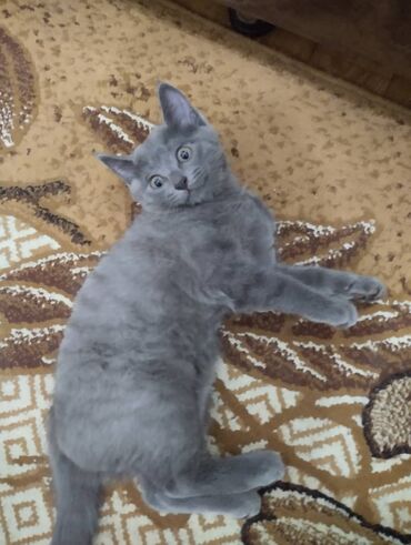 бенгальский кот: Чистый британец. 2 месяца К лотку приучен, ест любую домашнюю и