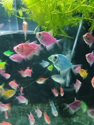 heyvan satilir: Glofish, Sülhsevər — 4