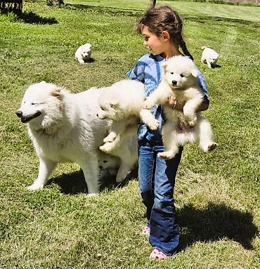 Samoyed, 1 ay, Erkək, Peyvəndli lalafo.az -da Samoyed, 1 ay, Erkək, Peyvəndli