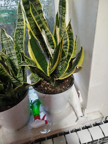 каланхоя: Комнатные растения – набор 1) Сансевиерия (Sansevieria trifasciata — 5