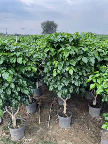 Пальмы: Пальмы Дипсис Монстеры, Бадьян Аннисовый,Корица, Стрелиция at lalafo.kg — 9 Пальмы: Пальмы Дипсис Монстеры, Бадьян Аннисовый,Корица, Стрелиция — 9