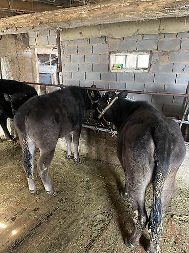 Коровы, быки: Продаю | Тёлка, Музоо, торпок — 1