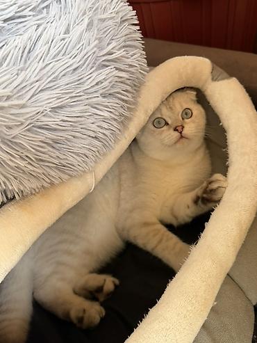 chinchilla satın al: Şotland — 2
