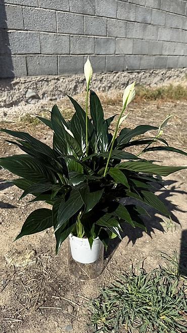 үй гүлдөрү: Комнатные растения в горшках - Спатифиллум (Spathiphyllum): пышные — 1
