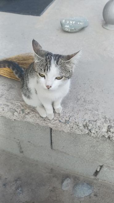 котят даром: Котята, домашние. На выбор два малыша: бесплатно атдам - Бело-серый — 2