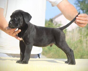 Psi: Cane Corso štenci dostupni za rezervaciju! U ponudi imamo tri na lalafo.rs — 10 Psi: Cane Corso štenci dostupni za rezervaciju! U ponudi imamo tri — 10