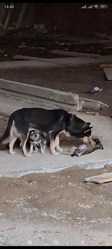 sican balası: Zvonok, 1 ay, Erkək — 3