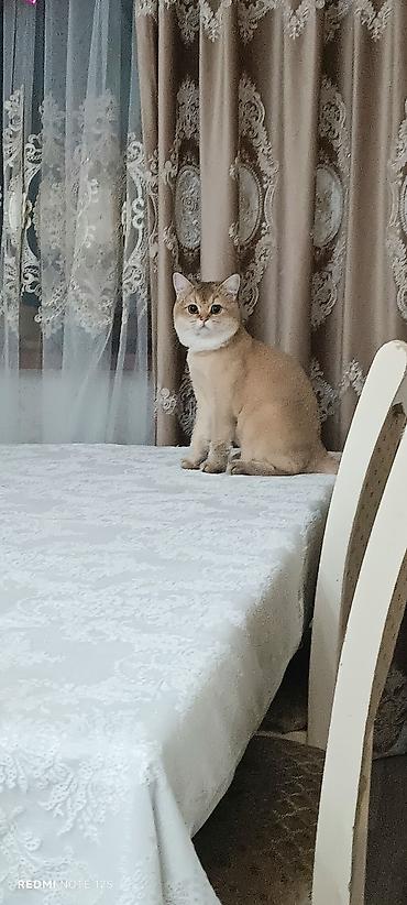 Qızıl şinşilla, Erkək lalafo.az -da Qızıl şinşilla, Erkək