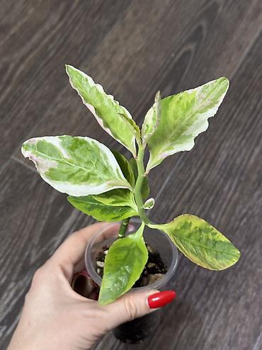 Другие комнатные растения: Добрый день! В продаже комнатные растения: Сингониумы - конфетти — 23