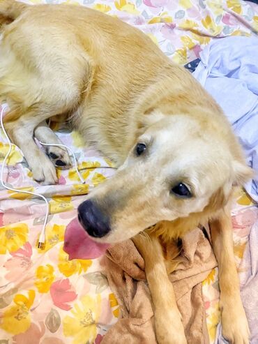 İtlər: Retriever, 1 il, Erkek, Peyvəndli — 9