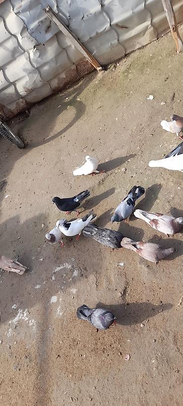 goyerci: Hoptum satılır 1i 5manatdan,cəmi 14 quşdu,2si sarı,2si qaragöy,2si — 4