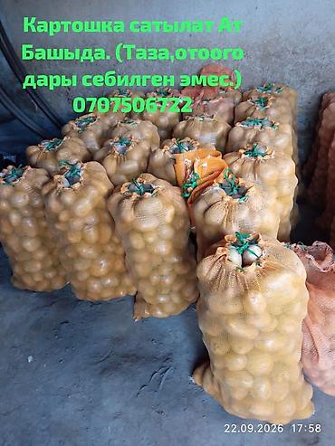 тк табылга отдел мягкой мебели бишкек: Картошка Пикассо — 1