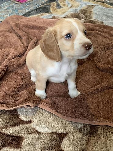 Продажа собак: Щенки русский охотничий спаниель - Порода: Русский охотничий — 9