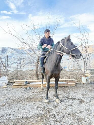 Лошади, кони: Продаю | Конь (самец) | Рабочий — 9