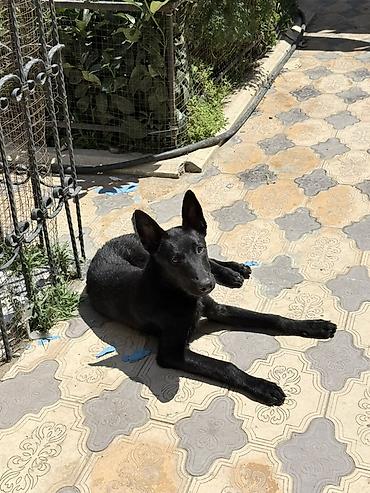 itlər bala: Belçika çoban iti, 5 ay, Peyvəndli — 4