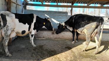 Коровы, быки: Продаю | | Голштин | Для молока | Племенные