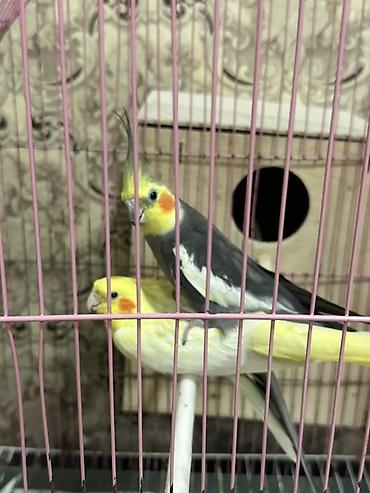 tutuquşlar: Nimfa (Cockatiel) cütü – dekorativ tutuquşular - Növ: Nimfa — 2