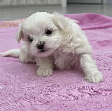 İtlər: Malta bolonka — 7