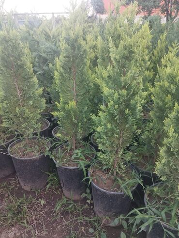 Çöl bitkiləri: Gümüşü-boz rəngli yarpaqları olan bu evkalipt bitkiləri bağlarda və ya -da lalafo.az — 8 Çöl bitkiləri: Gümüşü-boz rəngli yarpaqları olan bu evkalipt bitkiləri bağlarda və ya — 8