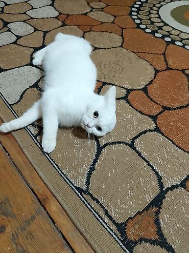 Pişiklər: Dişi, Yaxşı əllərə — 9