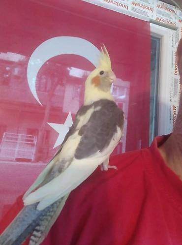 Tutuquşları: Salam. TAM SAĞLAM VİTAMİNLƏR PROFESSİONAL BİT DƏRMANİ VURULUB VƏ — 8