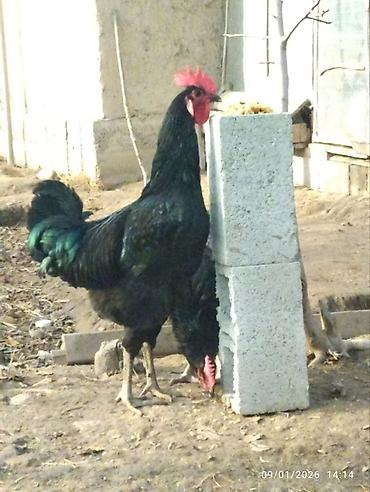 Куры, петухи: Продаю | Куры, Петух, Цыплята | Для разведения — 29