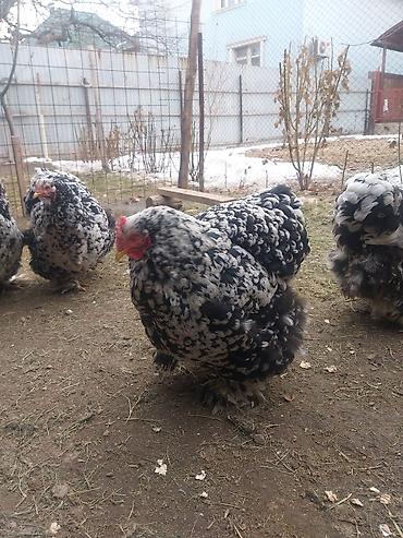 Куры, петухи: Продаю | Куры | Брама | Для разведения at lalafo.kg — 2 Куры, петухи: Продаю | Куры | Брама | Для разведения — 2