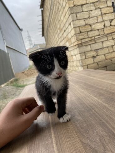 Pişiklər: Yaxşı əllərə