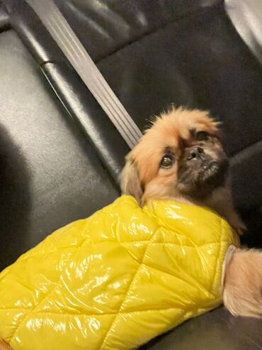 it pulsuz: Pekines, 7 ay, Erkek, Peyvəndli, Ünvandan götürmə, Ödənişli çatdırılma, Pulsuz çatdırılma