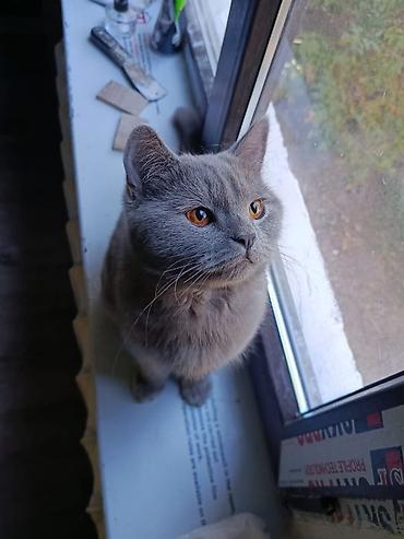 шотл: Кошка даром: Скотиш Страйт (Шотландская прямоухая), 1 год, Мальчик, Приучена к лотку — 2