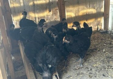 əbabil quşunun qiyməti: Avstrolop Austrolop yumurtaliq sortdu yumurtası cucesi ve feresi var