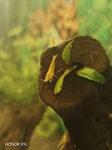 akvaryum aksesuarları: Sarı akvarium krevetləri (Neocaridina) – sakit və bitkili akvariumlar — 3