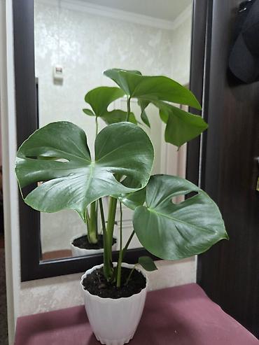 Декабристы: Зигокактус (рождественник, шлюмбергера) штамбовой формы в горшке. - — 5